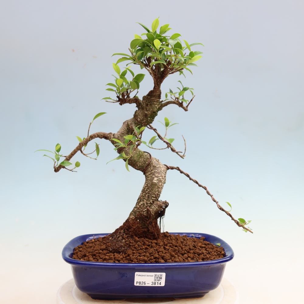 Szobai bonsai - Ficus kimmen - kislevelű fikusz