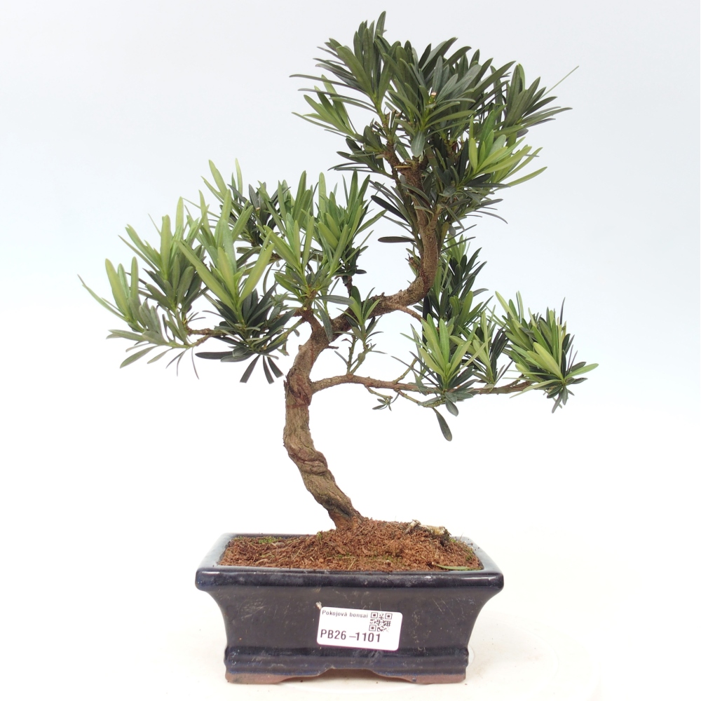 Szobai bonsai - Podocarpus - Kőtiszafa