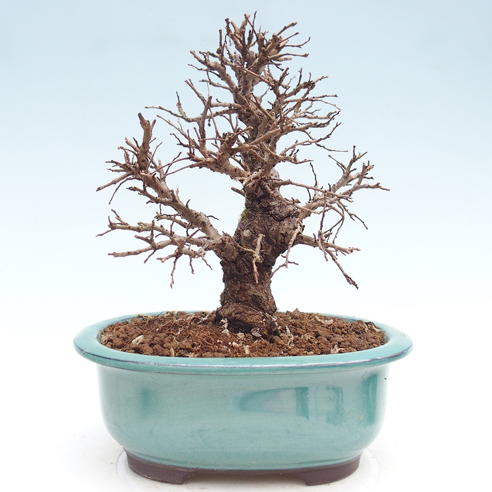 Kültéri bonsai - Zelkova - Zelkova NIRE