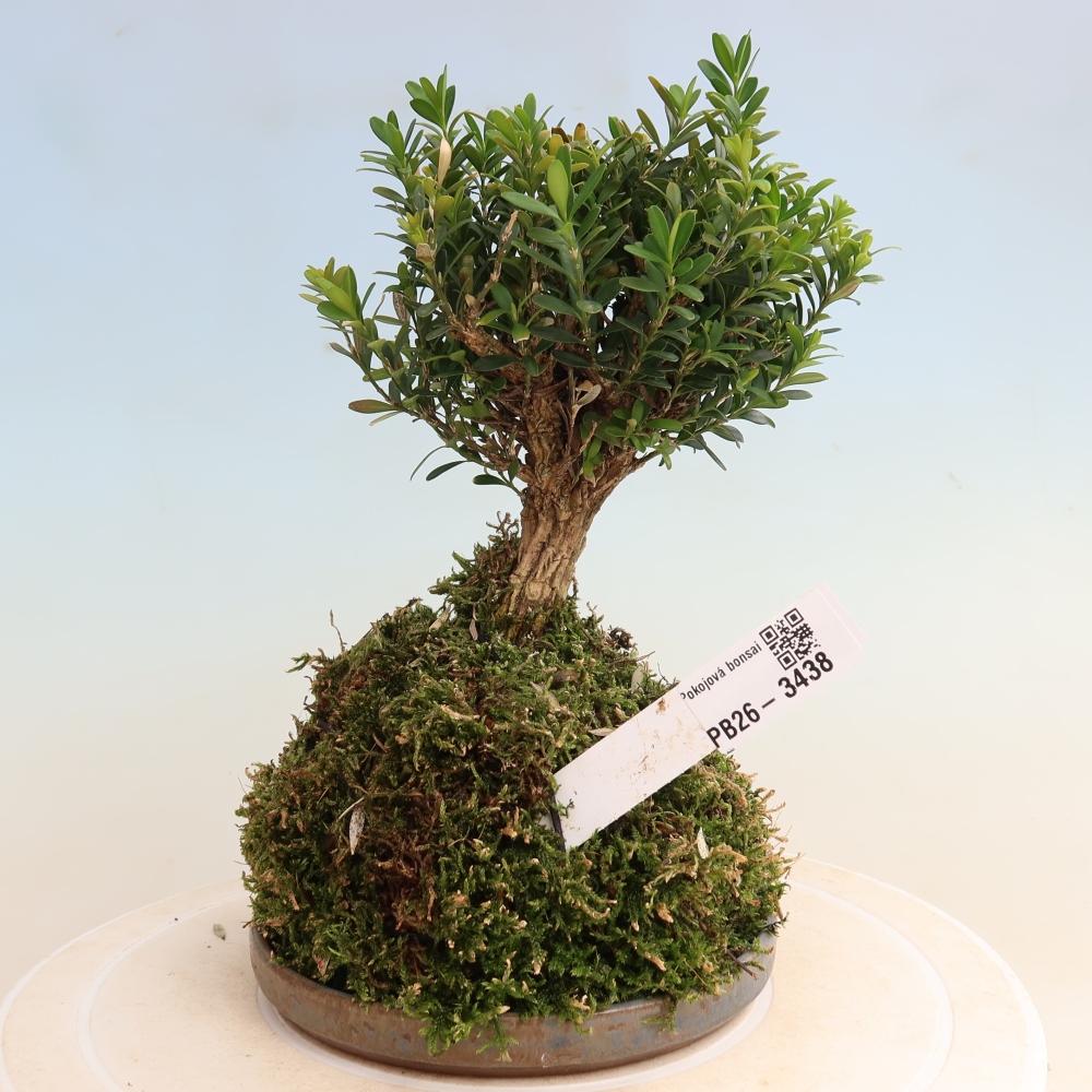 Kokedama alátéttel – Buxus harlandii – parafa buxus  