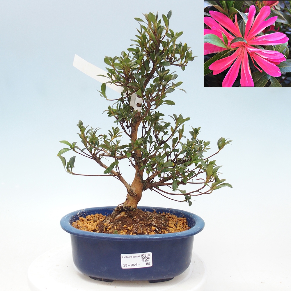 Kültéri bonsai - Japán azálea - Azalea HANABIN