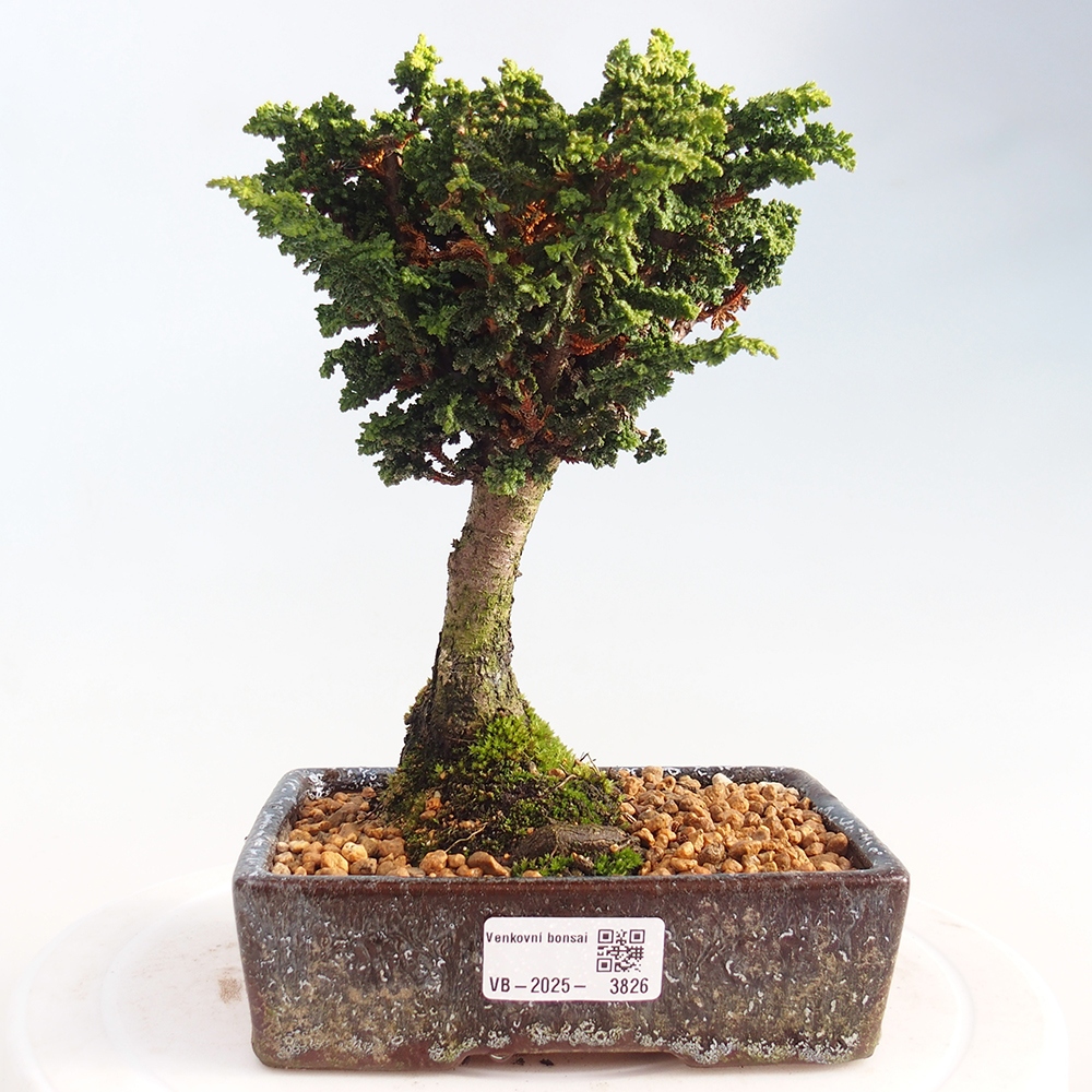 Kültéri bonsai - Cham. obtusa SEKKA HINOKI - Cifra ciprus