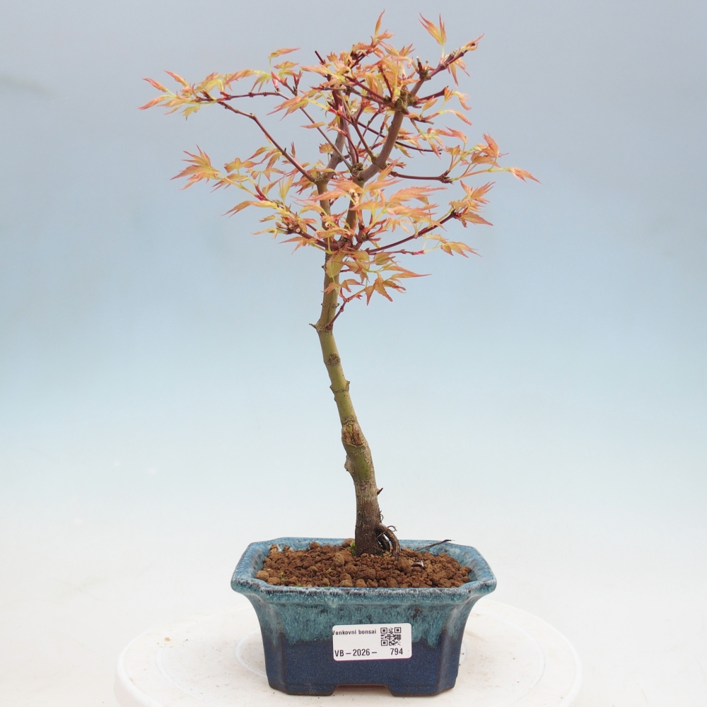 Juhar - Acer palmatum Beni Tsukasa
