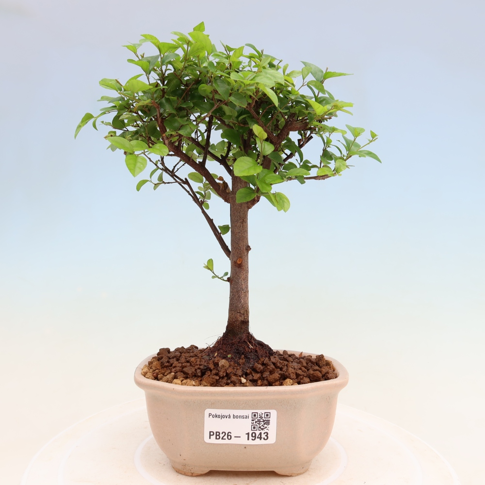 Szobai bonsai - Sageretia thea - Sageretia thea