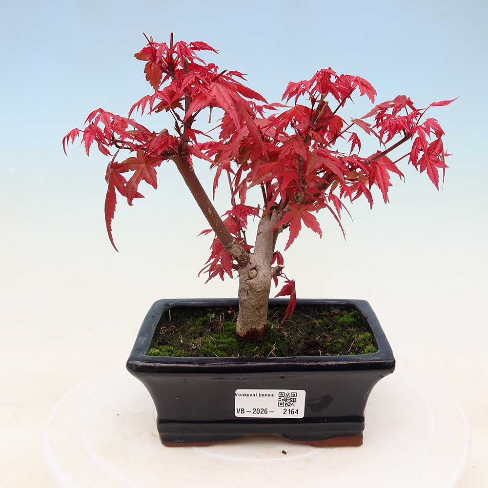 Kültéri bonsai - Acer palmatum DESHOJO