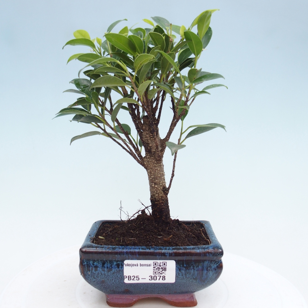 Szoba bonsai Ficus retusa kimmen