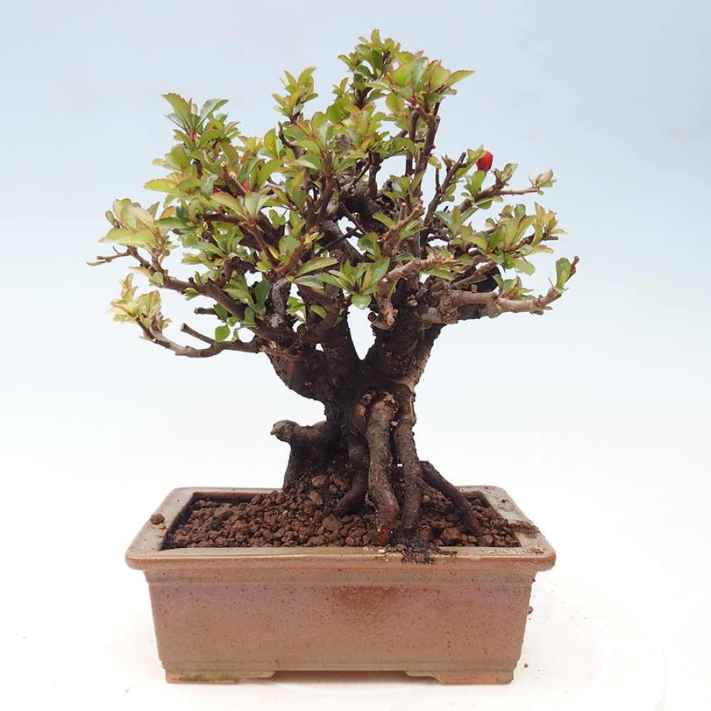 Kültéri bonsai - Chaneomeles speciosa - birs