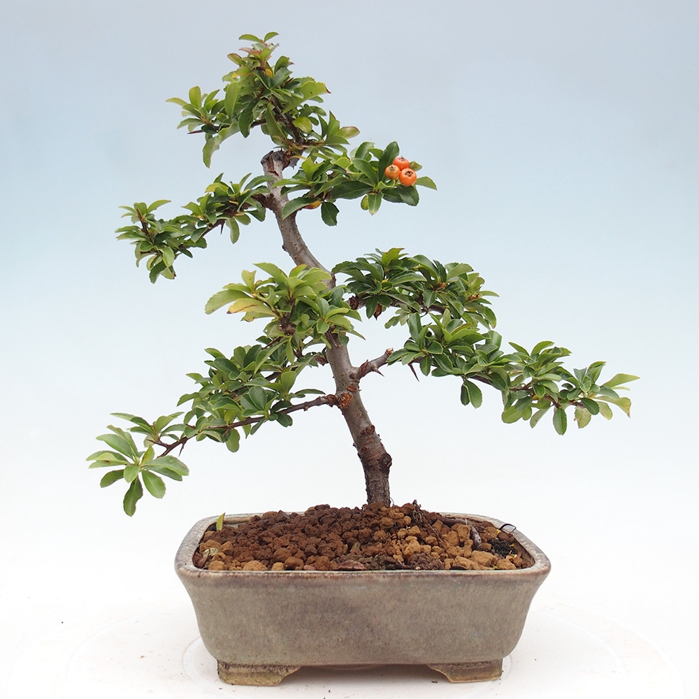 Kültéri bonsai-Pyracantha Teton - Hlox