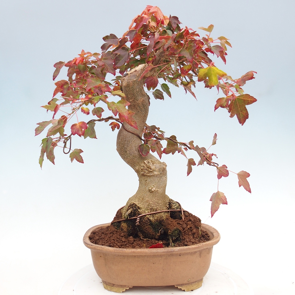 Kültéri bonsai - Acer Buergerianum - Burger juhar