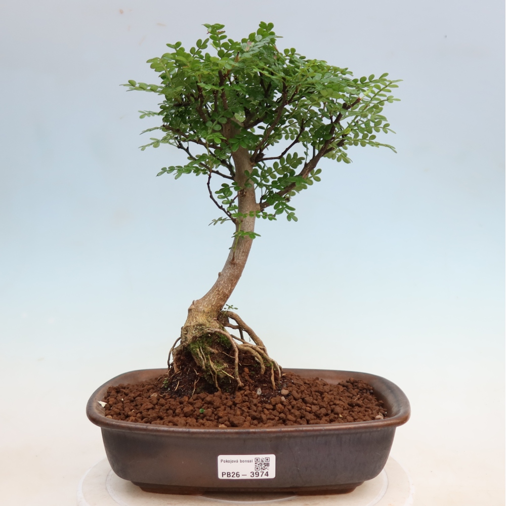 Szobai bonsai - Zantoxylum piperitum - borsfa