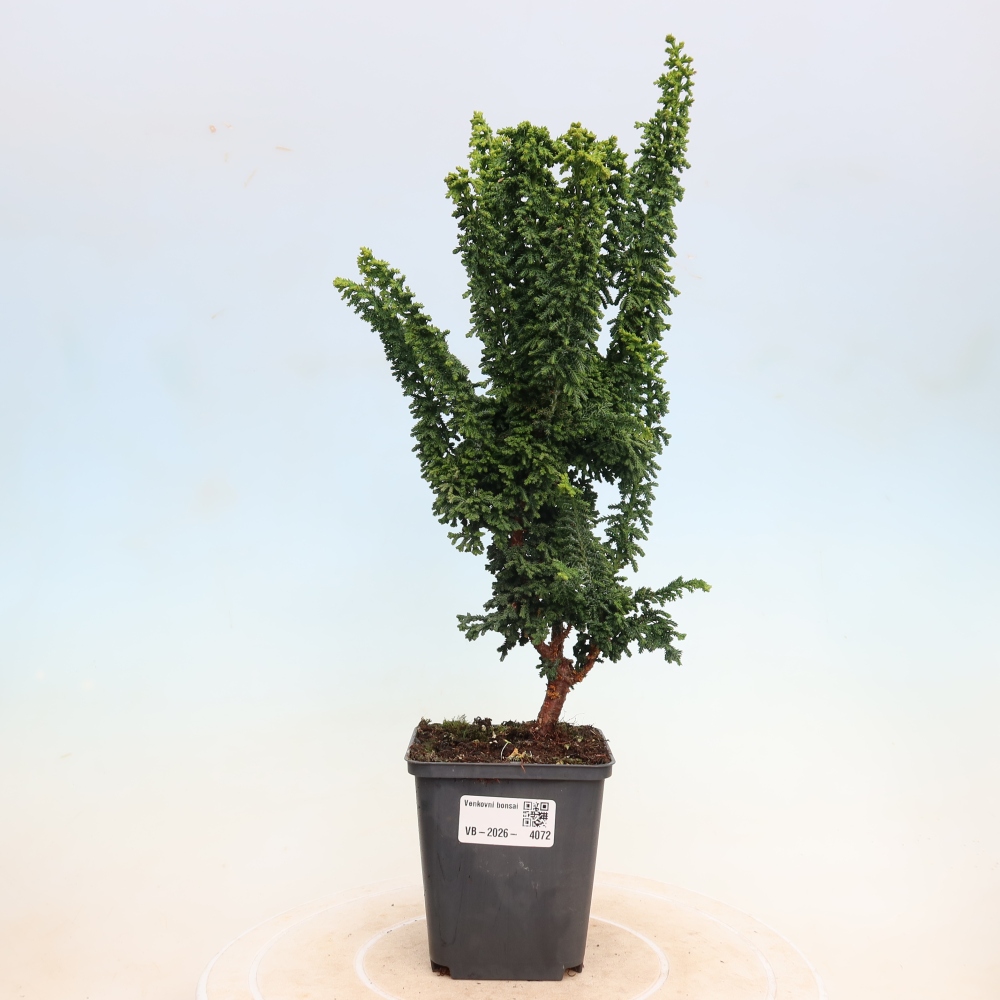 Kültéri bonsai - Cham. obtusa SEKKA HINOKI - Cifra ciprus