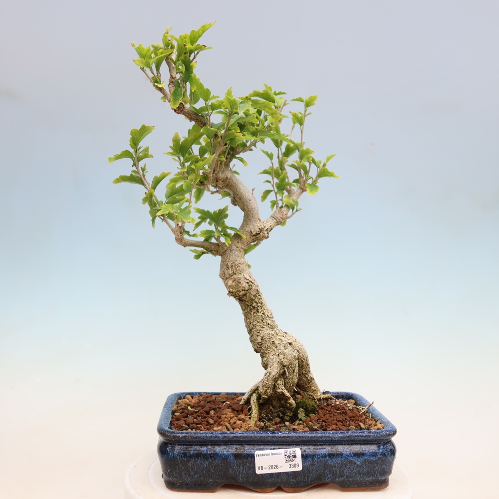 Kültéri bonsai – Hibiscus syriacus – Szíriai ibiskusz