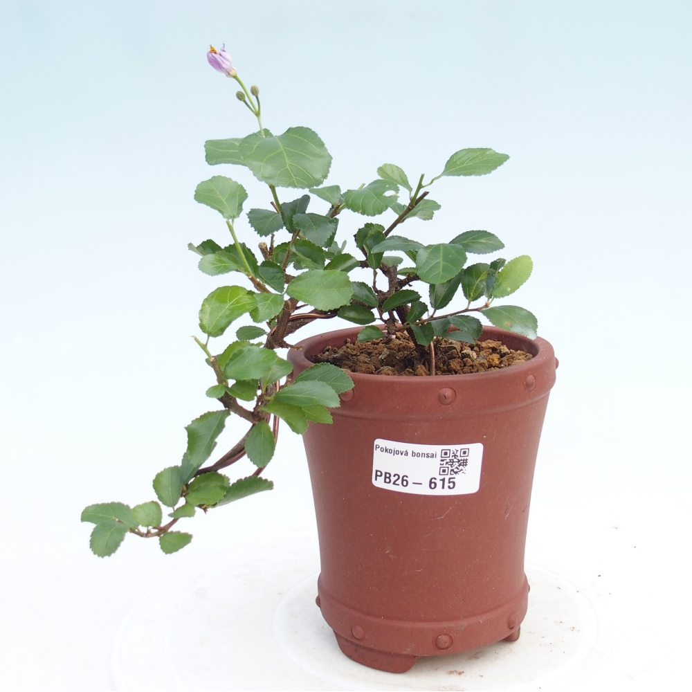 Beltéri bonsai - Grewia occidentalis - Levendula csillaghal