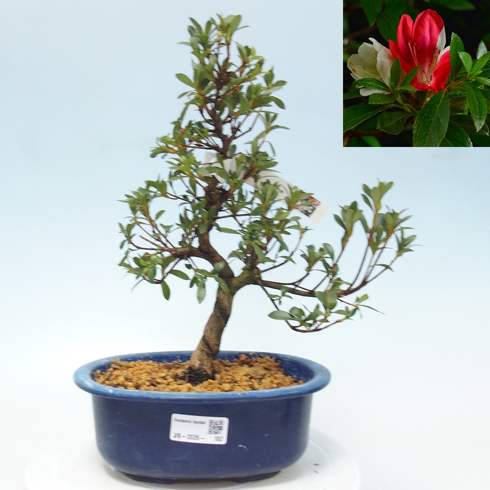 Kültéri bonsai - Japán azálea - Azalea Senhime