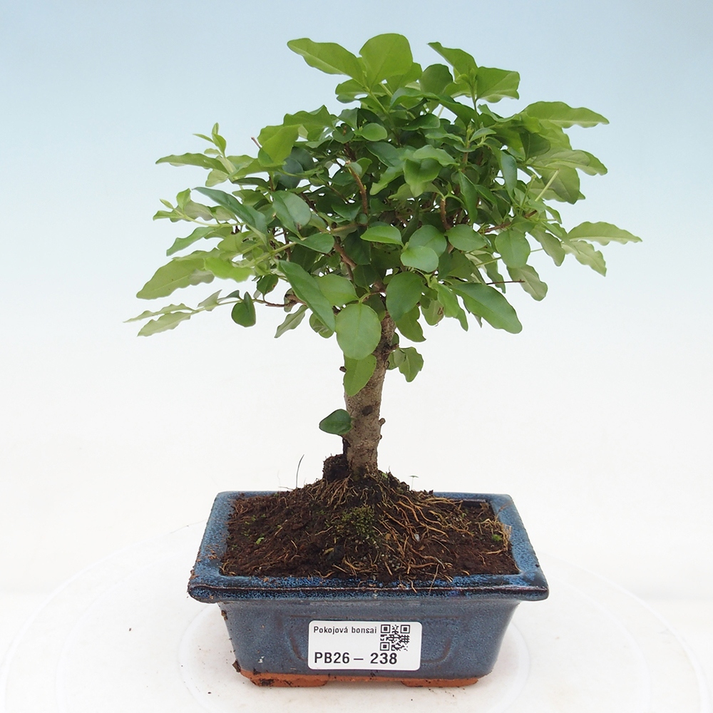 Szobai bonsai -Ligustrum chinensis - Madárcsőr