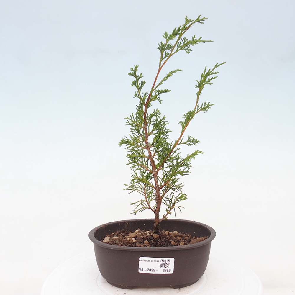 Kültéri bonsai - Juniperus chinensis Itoigawa