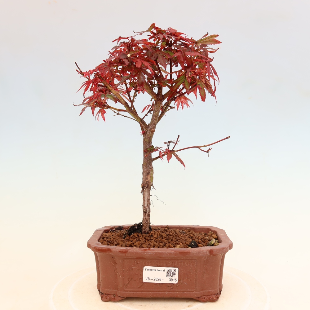 Kültéri bonsai – tenyérlevelű juhar – Acer palmatum Berry Broom 