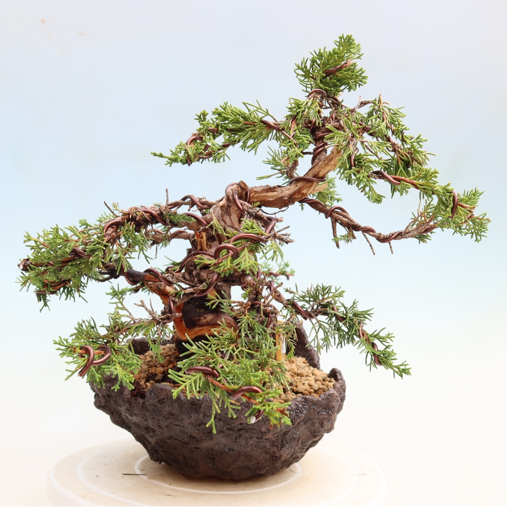 Kültéri bonsai - Juniperus chinensis Itoigawa-Juniperus chinensis