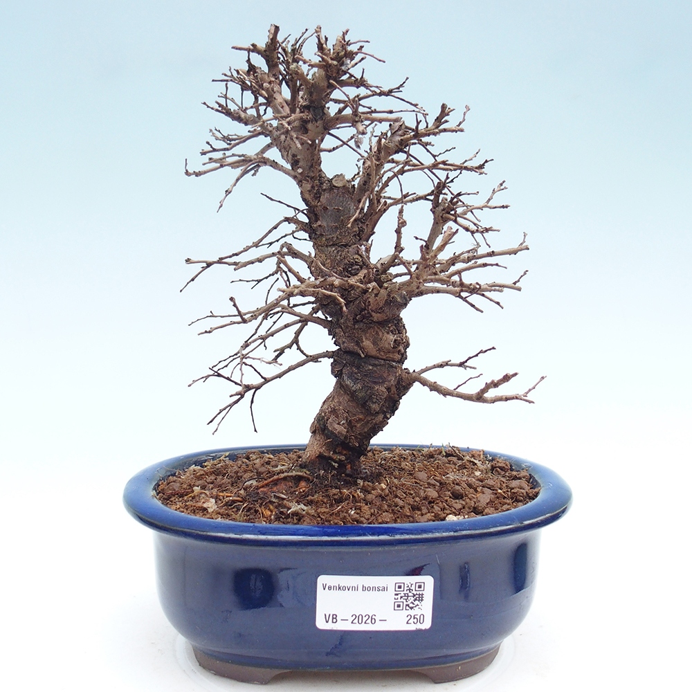 Kültéri bonsai - Zelkova - Zelkova NIRE