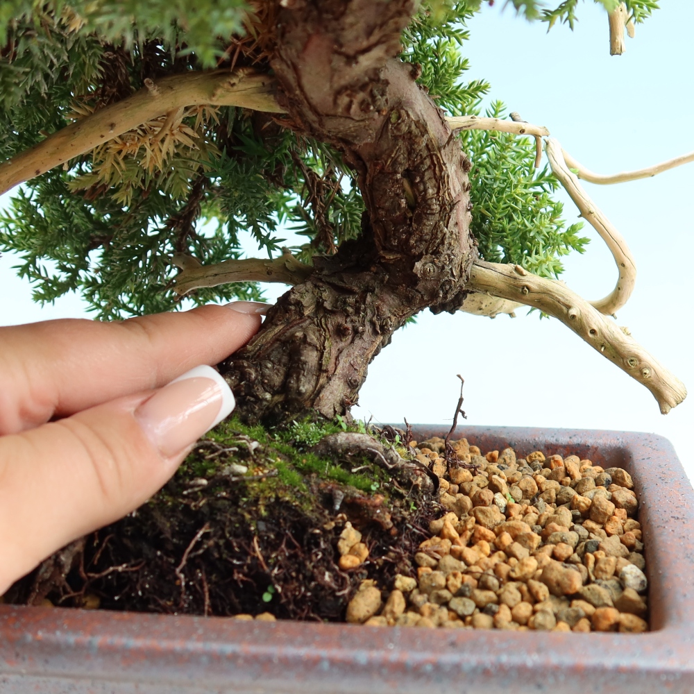 Kültéri bonsai - Juniperus procumbens - Juniperus procumbens