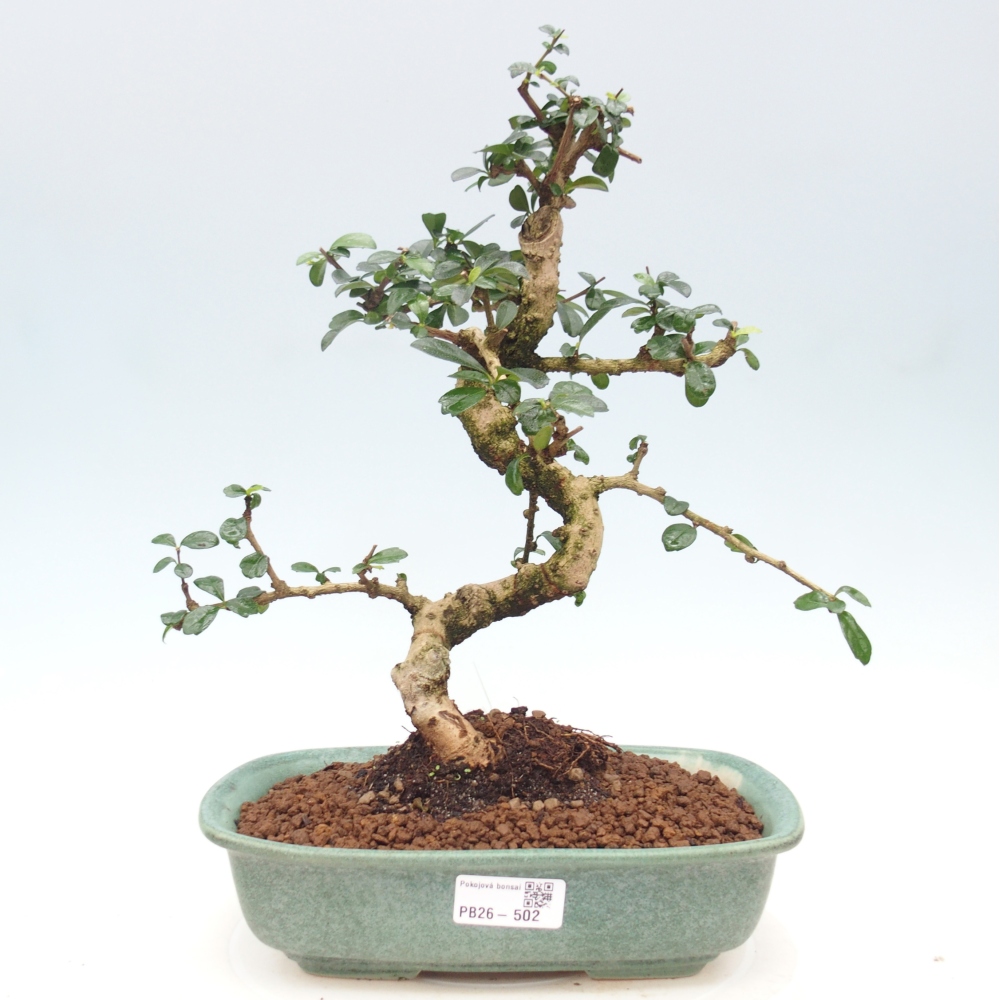Szobai bonsai - Carmona macrophylla - Tea fuki