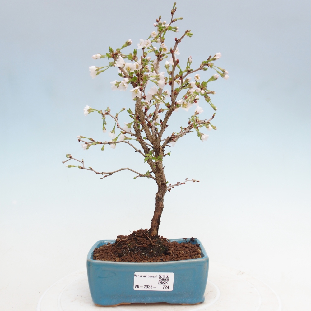 Kültéri bonsai - Prunus incisa Kojou-no mai-Plivon kivágva