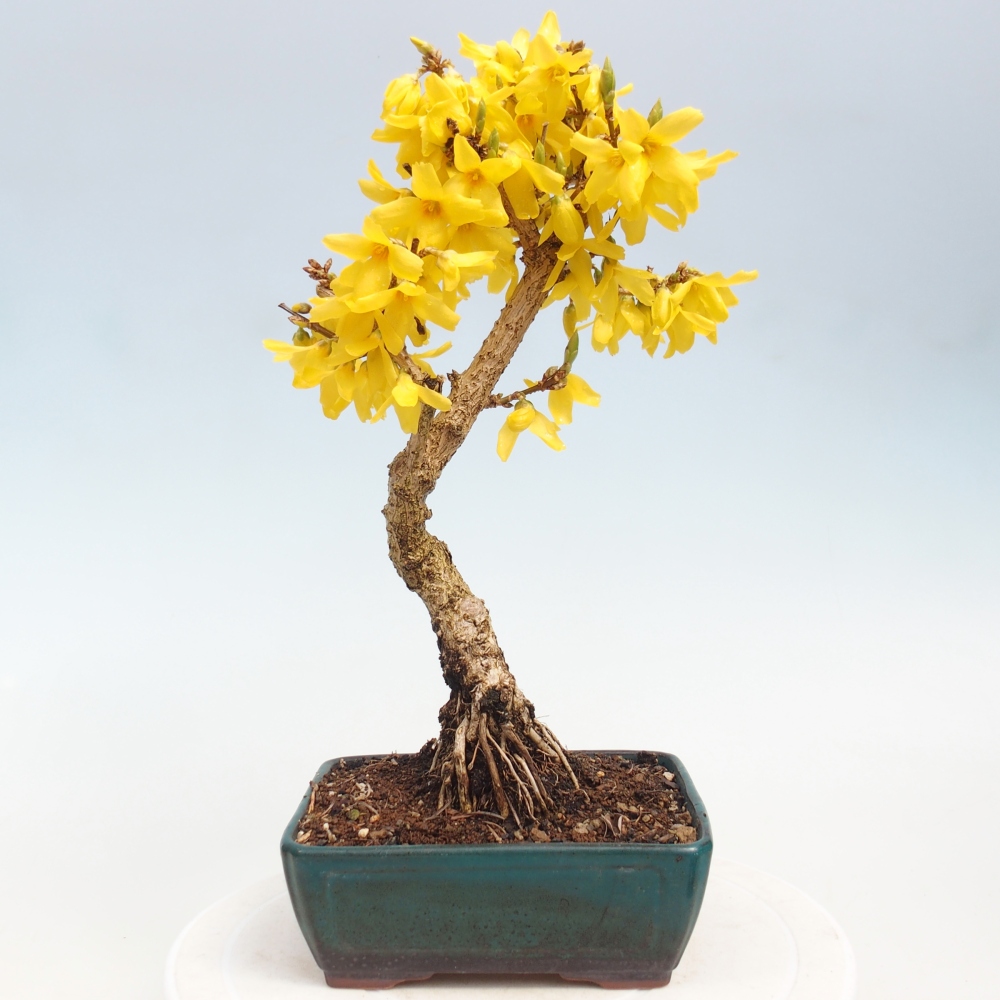 Kültéri bonsai - Zlatice - Forsythia intermedia