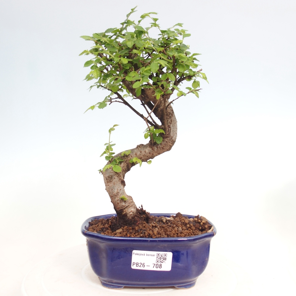 Szobai bonsai - Ulmus parvifolia - Kislevelű szilfa