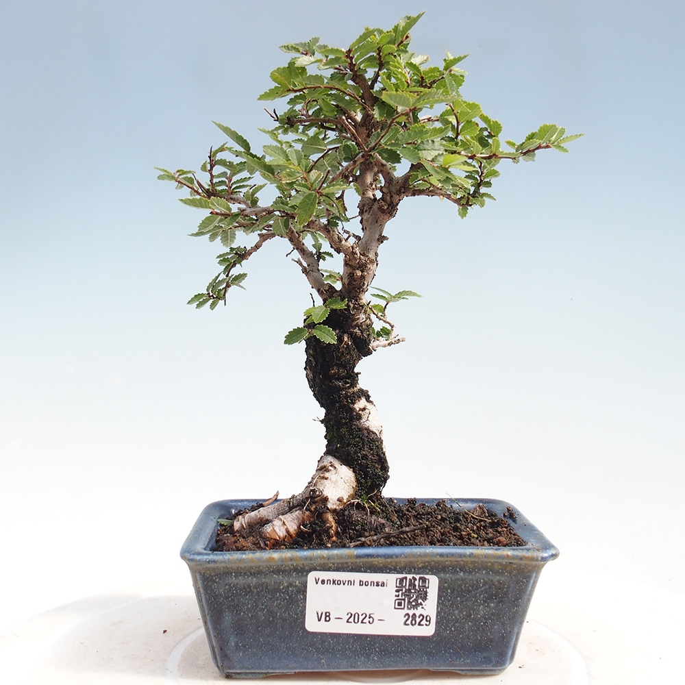 Kültéri bonsai - Zelkova - Zelkova NIRE