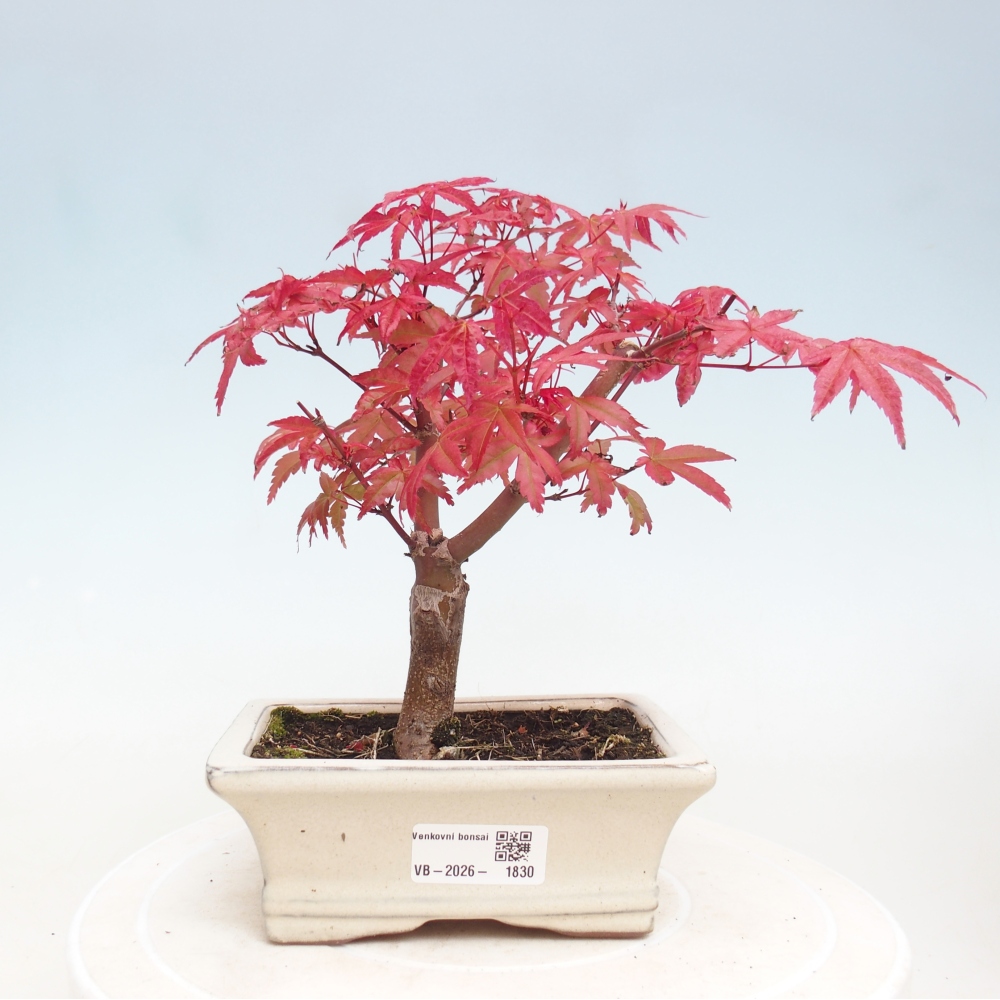 Kültéri bonsai - Acer palmatum DESHOJO