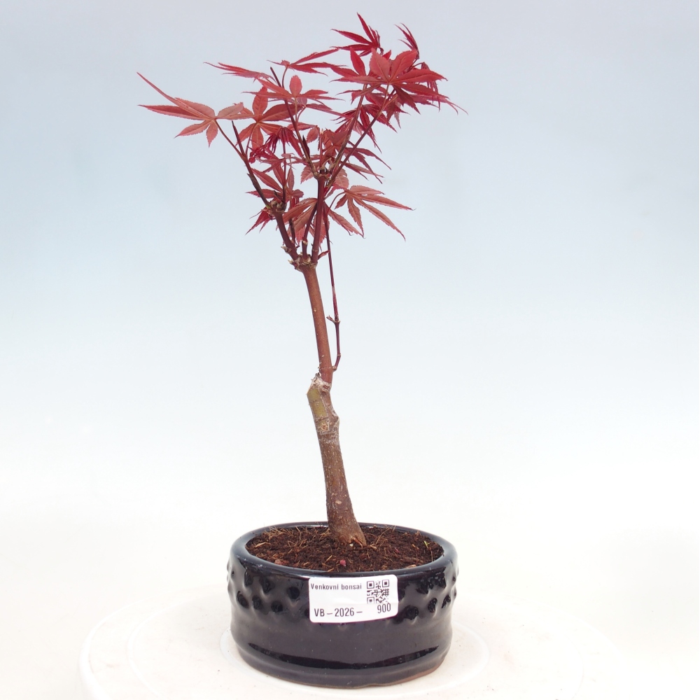 Kültéri bonsai - Acer pálma. Atropurpureum-Javor palmate