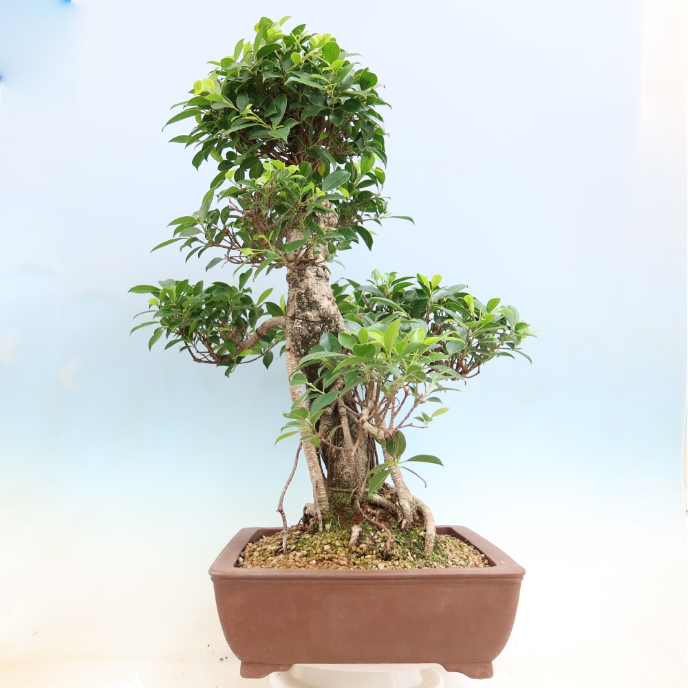 Szobai bonsai - Ficus kimmen - kislevelű fikusz