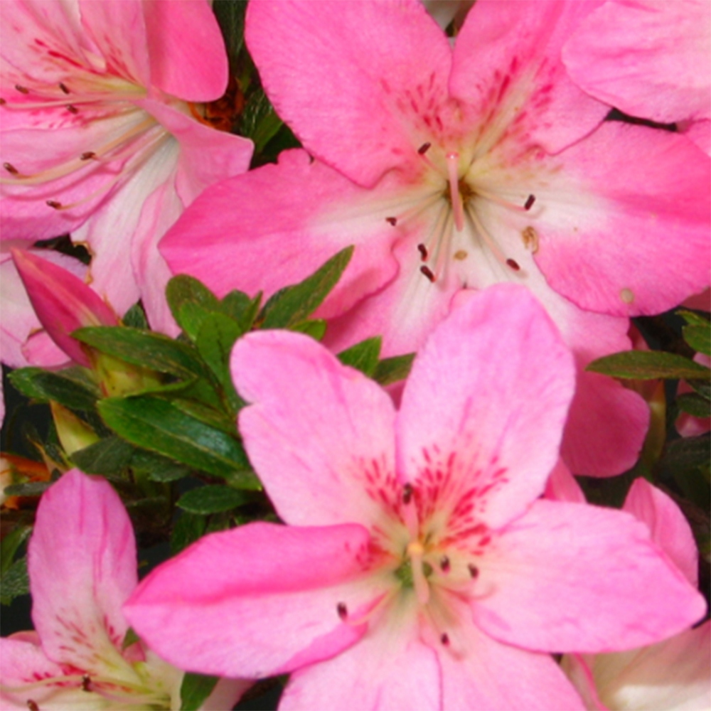Kültéri bonsai - Japán azálea - Azalea Nasuno