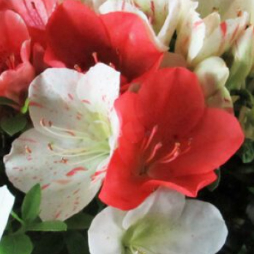 Kültéri bonsai - Japán azálea - Azálea Asahi-no-izumi