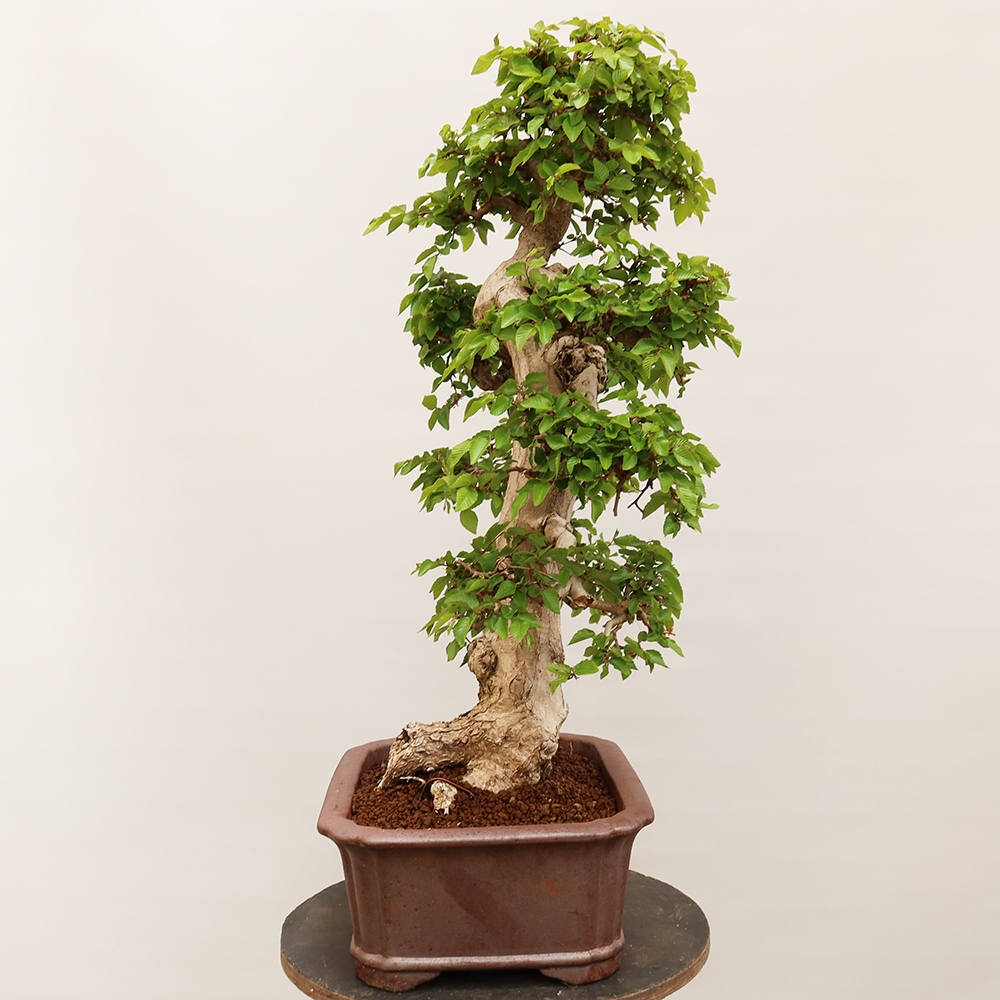 Kültéri bonsai -Carpinus Coreana - Koreai gyertyánfa