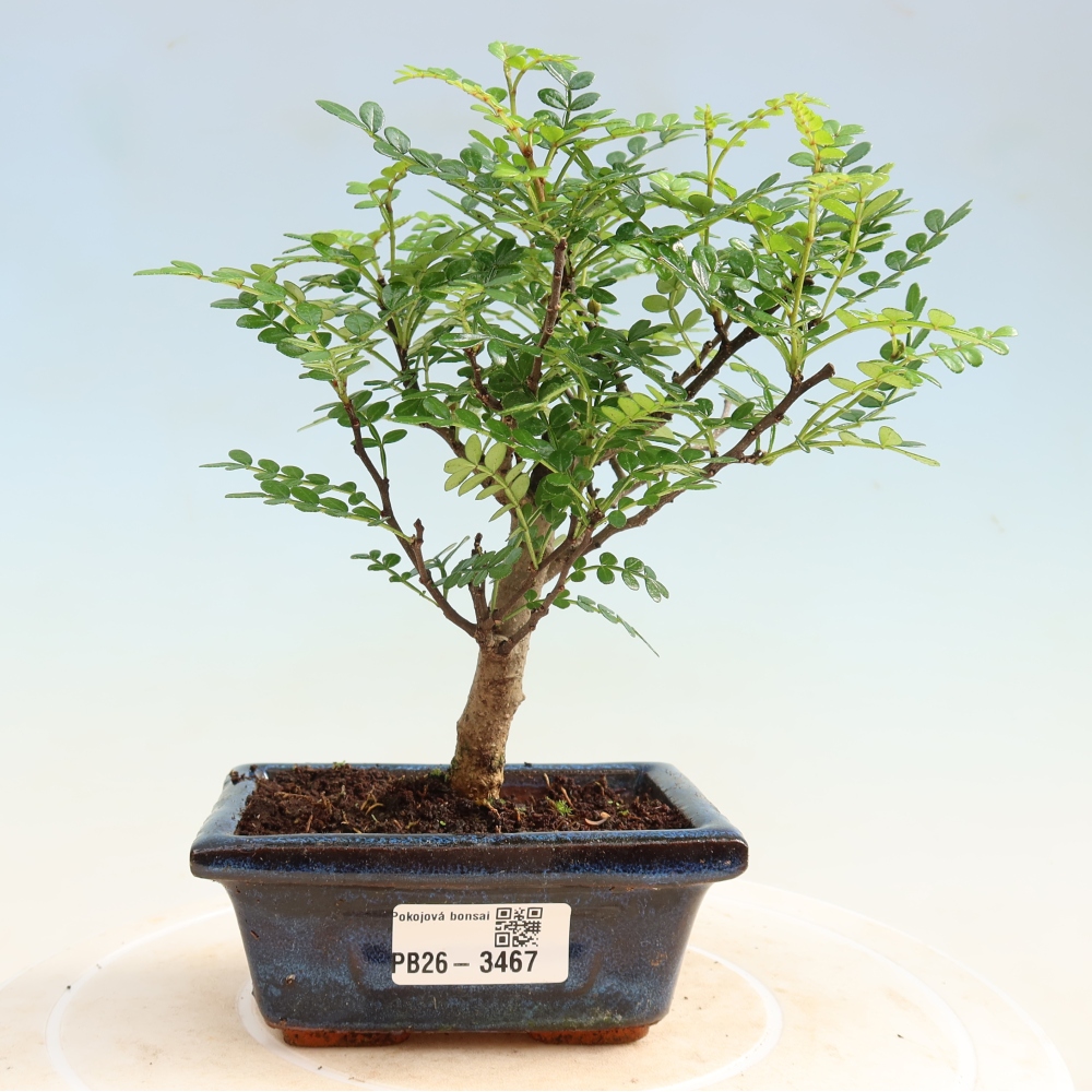 Szobai bonsai - Zantoxylum piperitum - borsfa