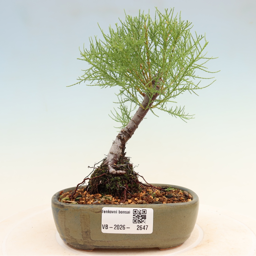 Kültéri bonsai - Tamariszkusz - Tamarix