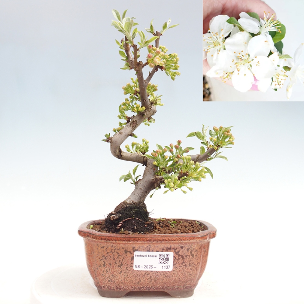 Kültéri bonsai - Malus sargentii - Kis gyümölcsű almafa