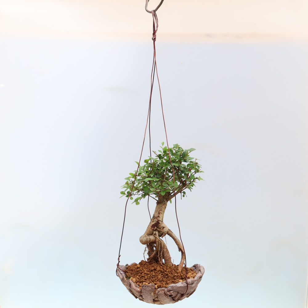 Kokedama a kerámiában -Ulmus parvifolia- kislevelű szilfa