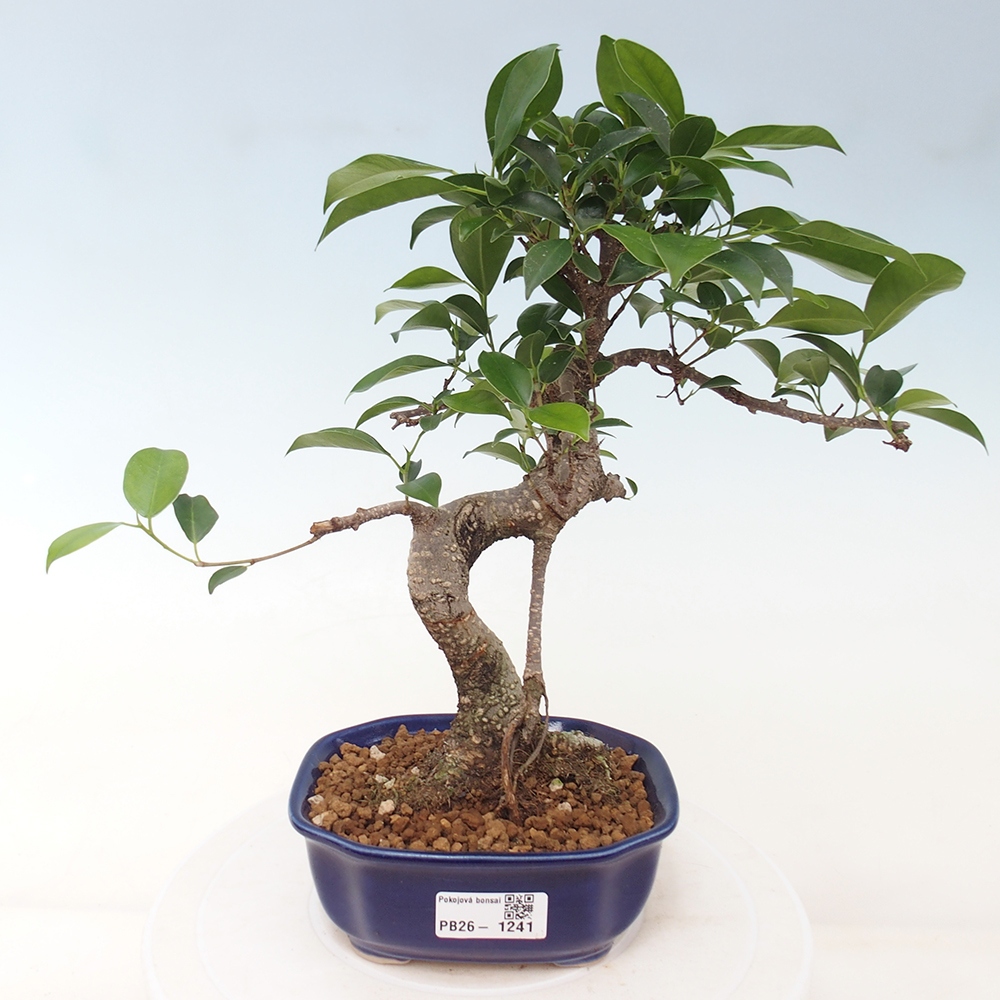 Szobai bonsai - Ficus retusa - kislevelű fikusz