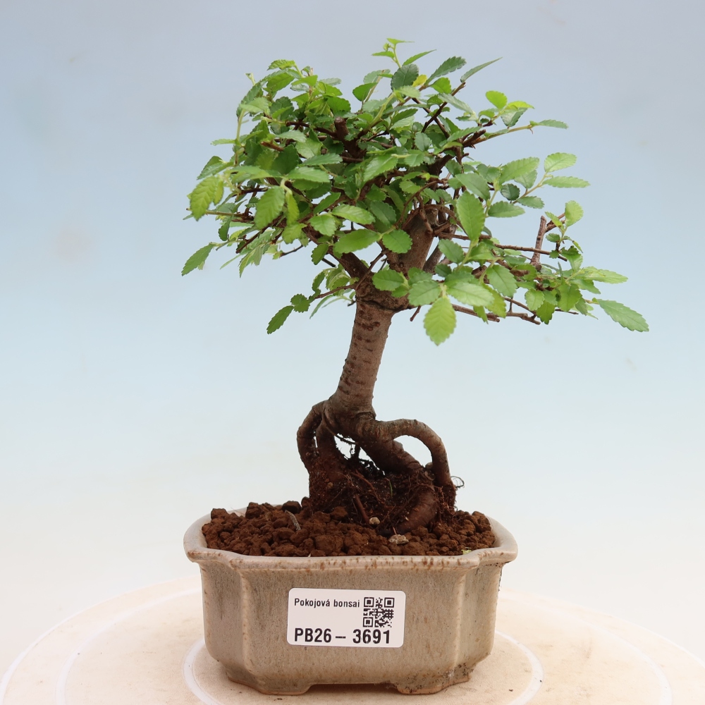 Szobai bonsai - Ulmus parvifolia - Kislevelű szilfa