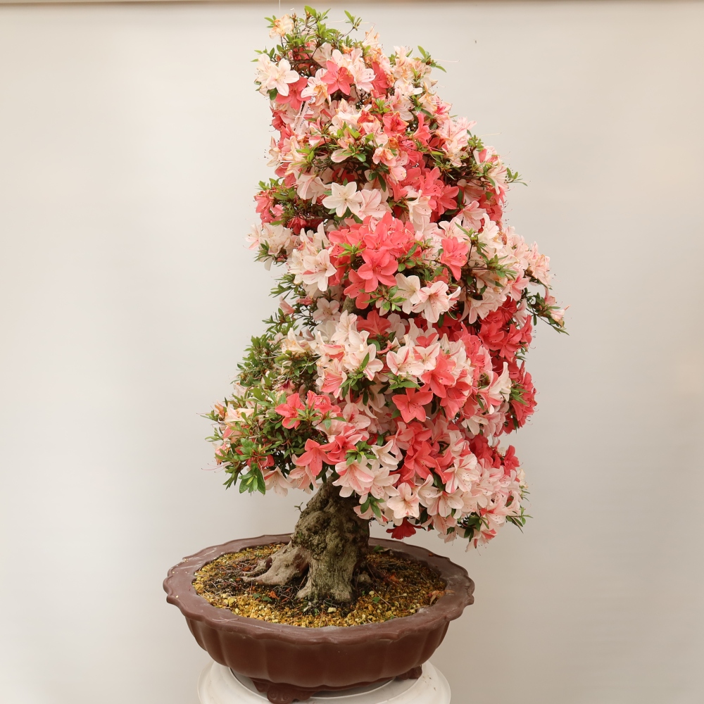 Kültéri bonsai - Japán azálea - Azálea Kinu-no-Hikari