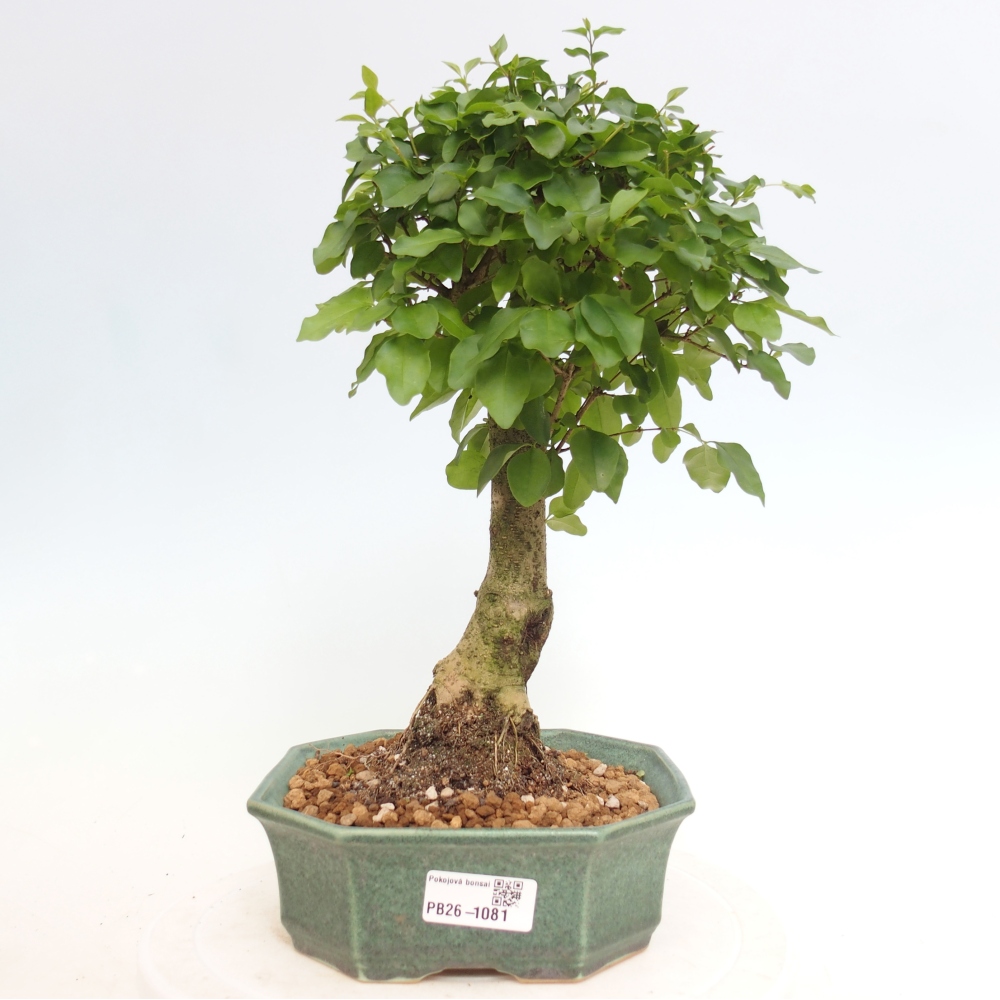Szobai bonsai -Ligustrum chinensis - Madárcsőr