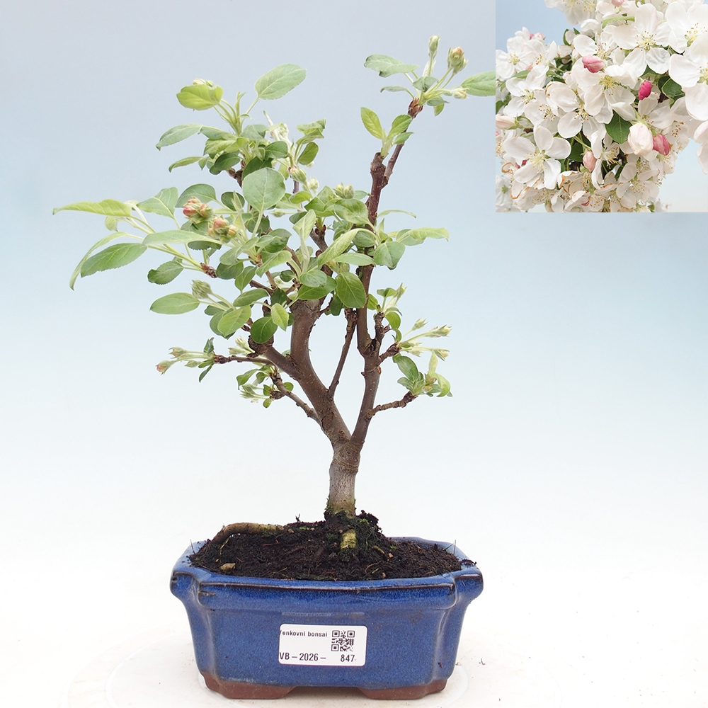 Kültéri bonsai -Malus halliana - Kis gyümölcsű almafa