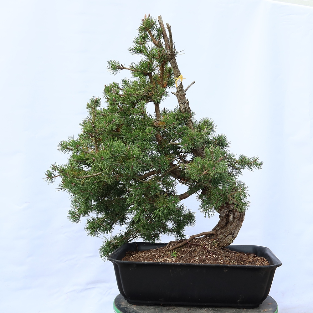 Pinus sylvestris Spanyolország – erdei fenyő