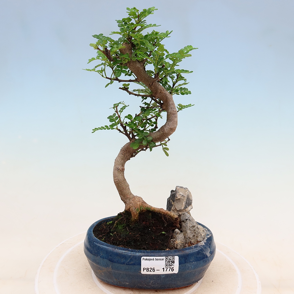 Szobai bonsai - Zantoxylum piperitum - borsfa
