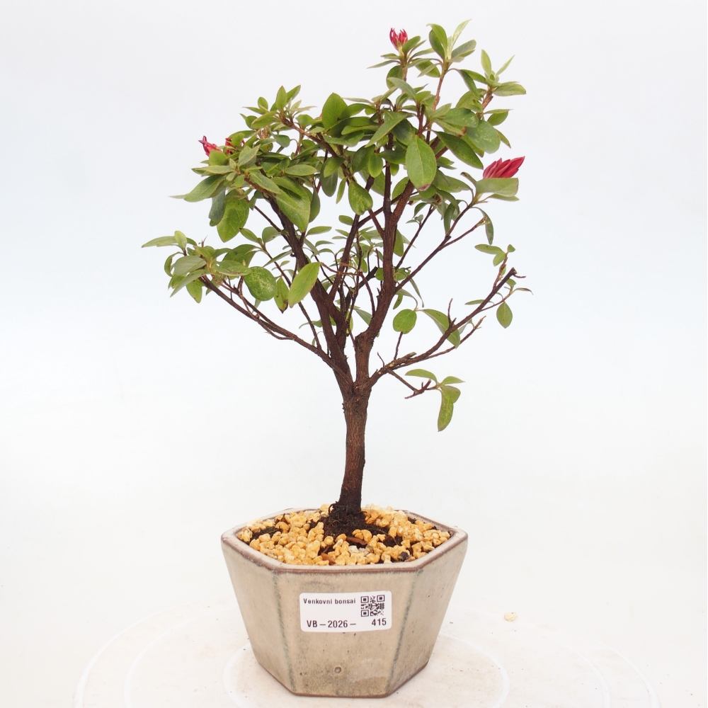 Kültéri bonsai - japán azálea - Azalea sp.