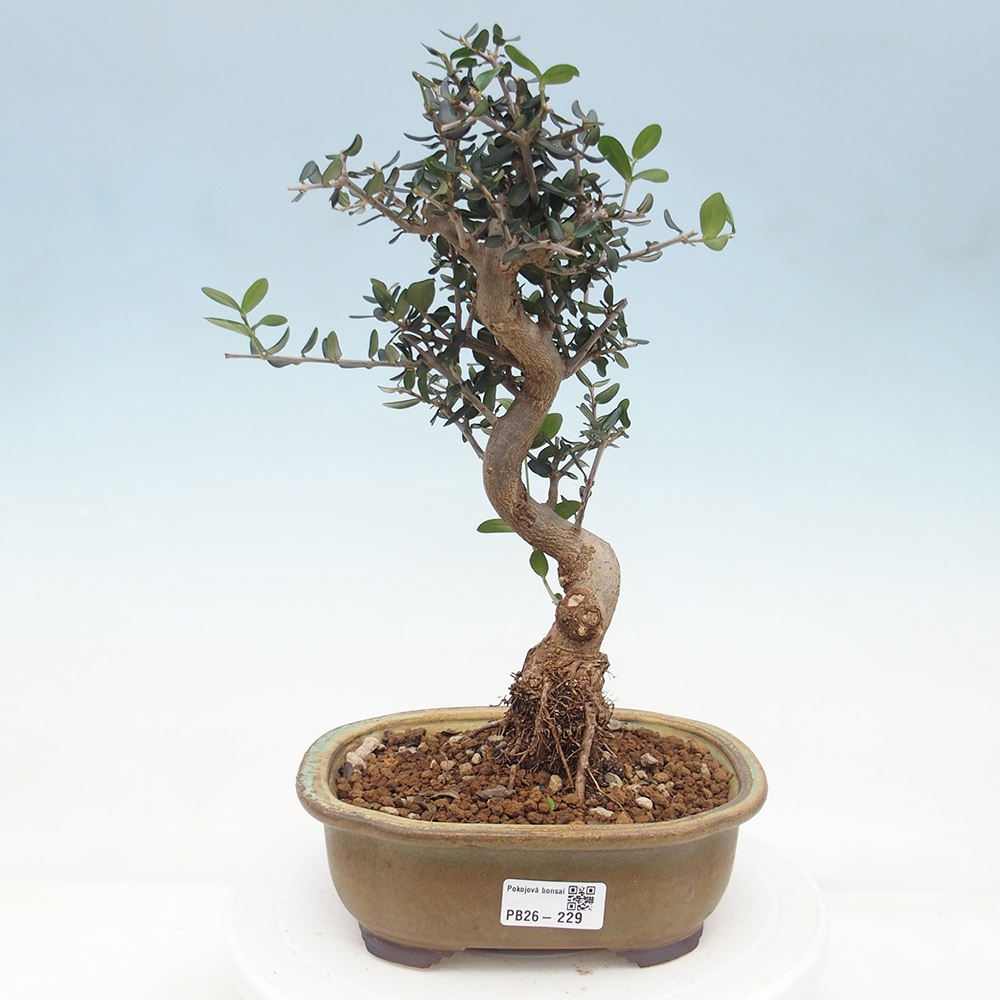 Beltéri bonsai - Olea europaea sylvestris