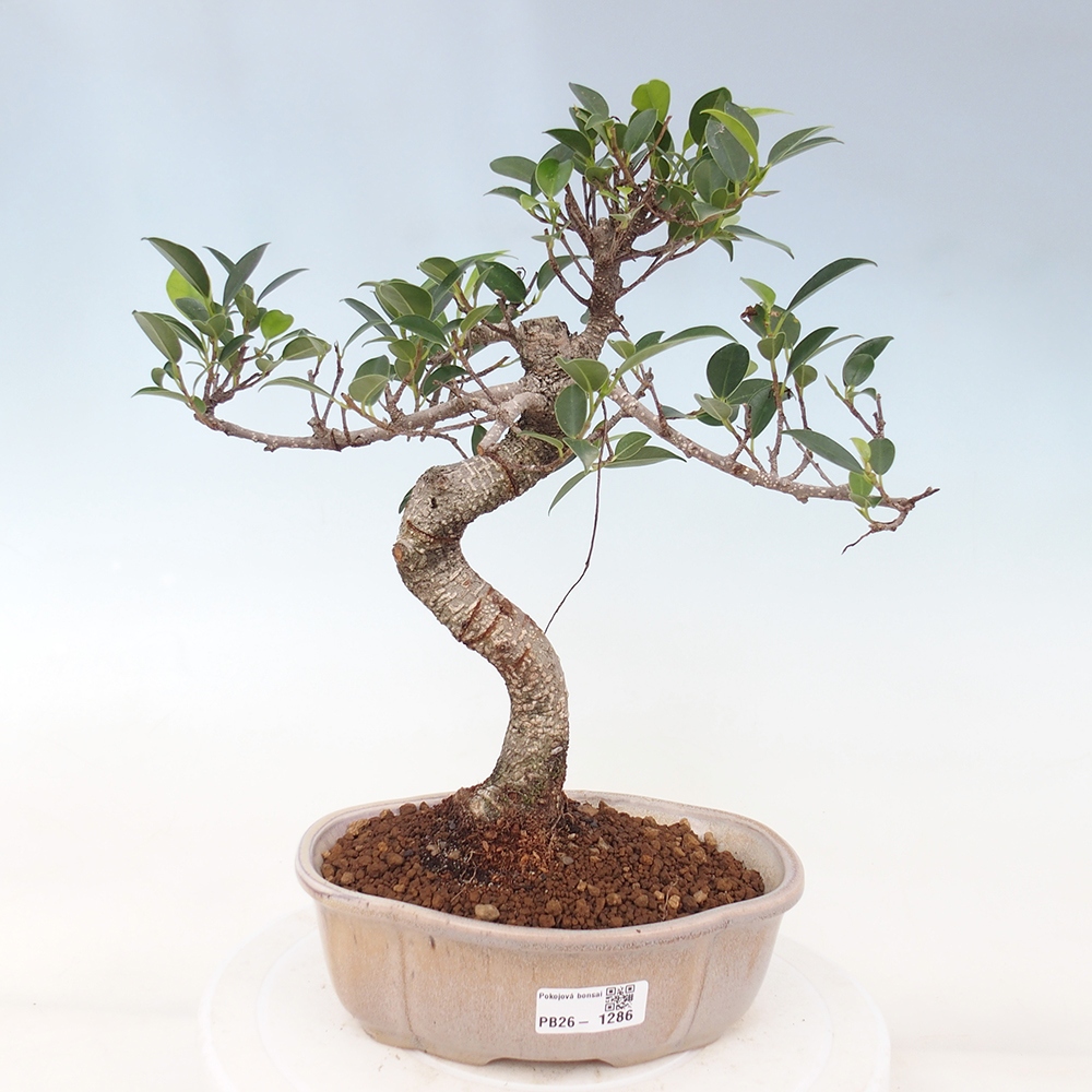 Szobai bonsai - Ficus retusa - kislevelű fikusz