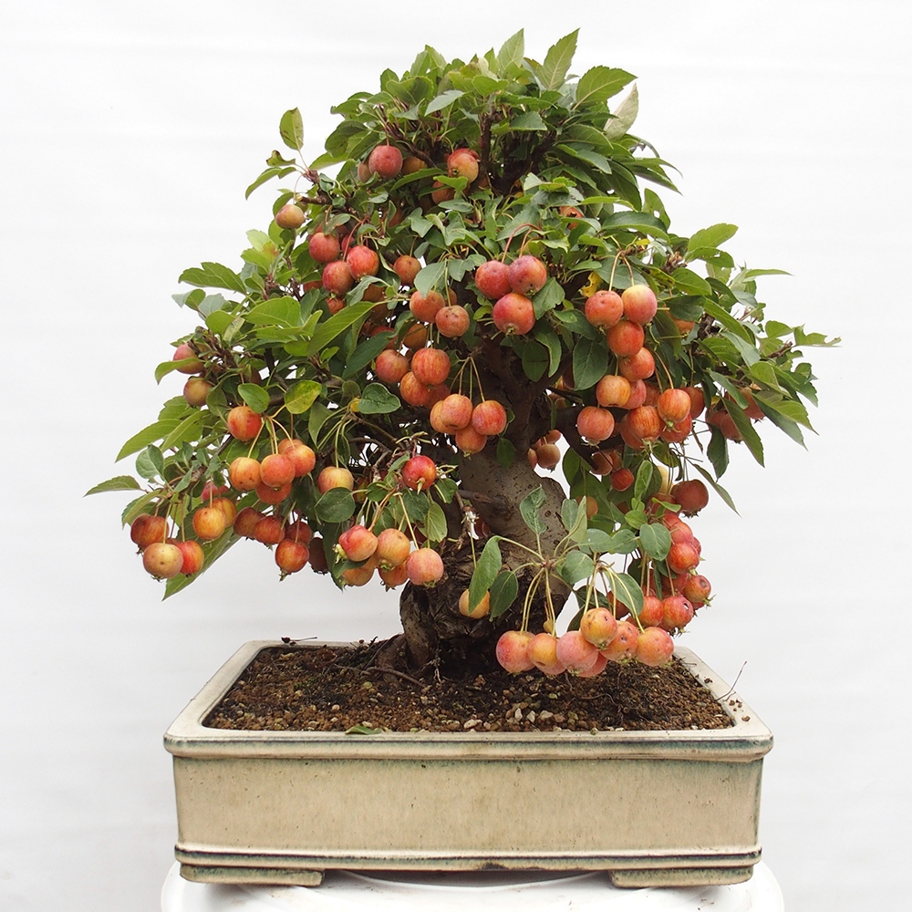 Kültéri bonsai -Malus halliana - Kis gyümölcsű almafa